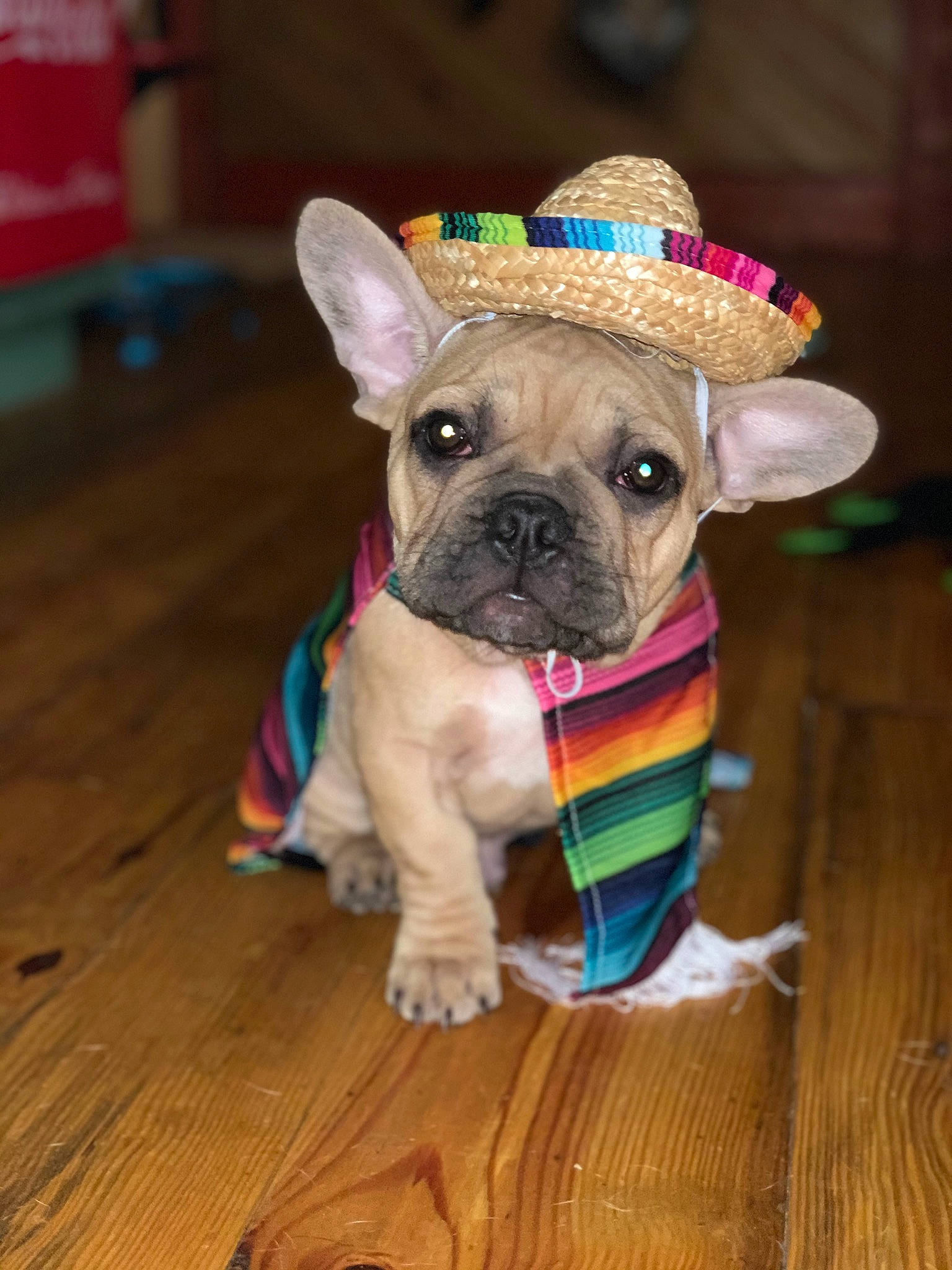 Walker joined the competition — help win amazing prizes! bulldog, canidae, carnivore, companion_dog, dog, dog_breed, dog_clothes, fawn, french_bulldog, mammal, non_sporting_group, pug, puppy, rare_breed_dog, snout, sporting_group, toy_bulldog, toy_dog, vertebrate