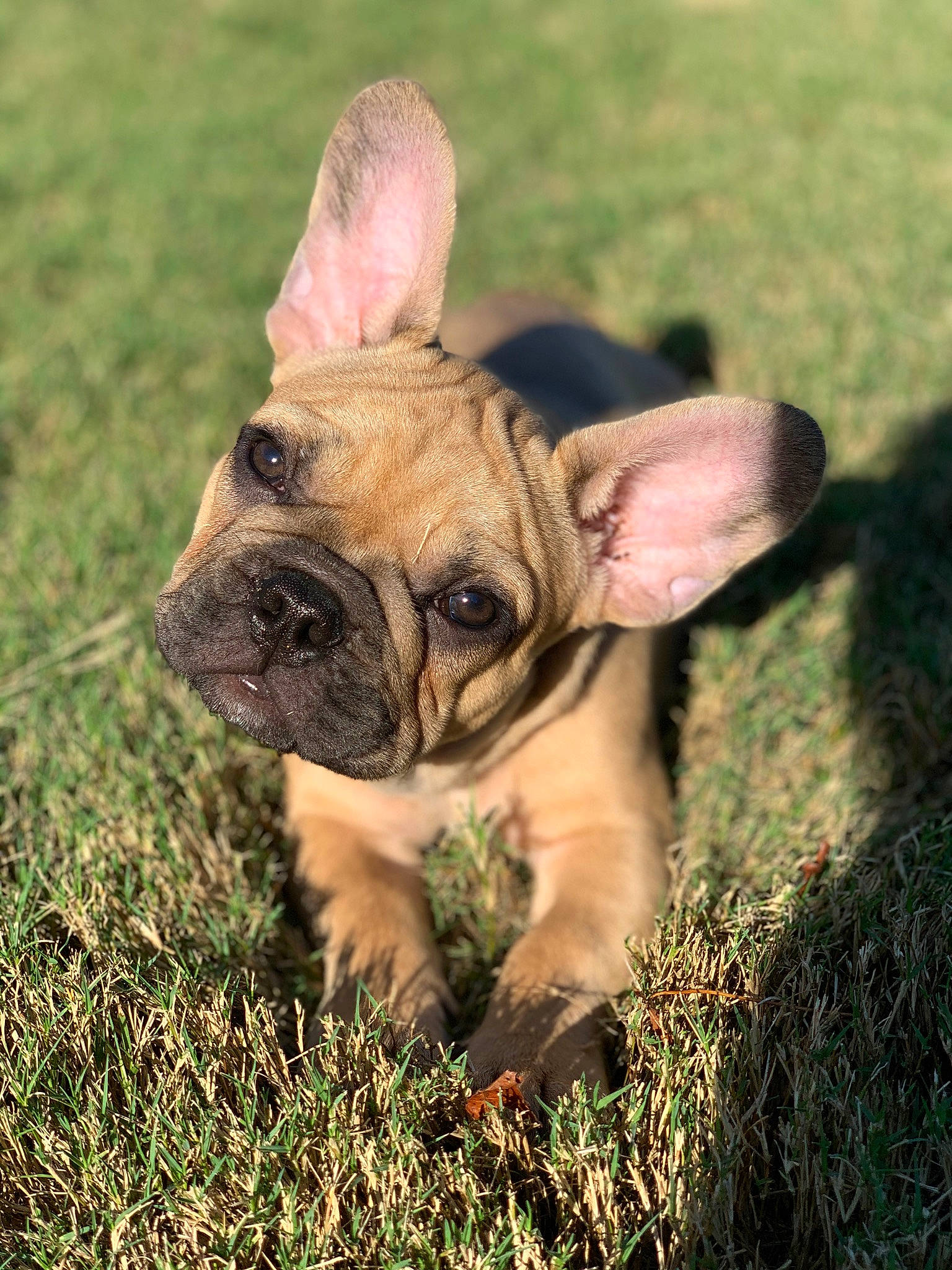 Walker joined the competition — help win amazing prizes! bulldog, canidae, carnivore, companion_dog, dog, dog_breed, ear, fawn, french_bulldog, grass, mammal, non_sporting_group, plant, pug, puppy, skin, sky, snout, toy_bulldog, vertebrate