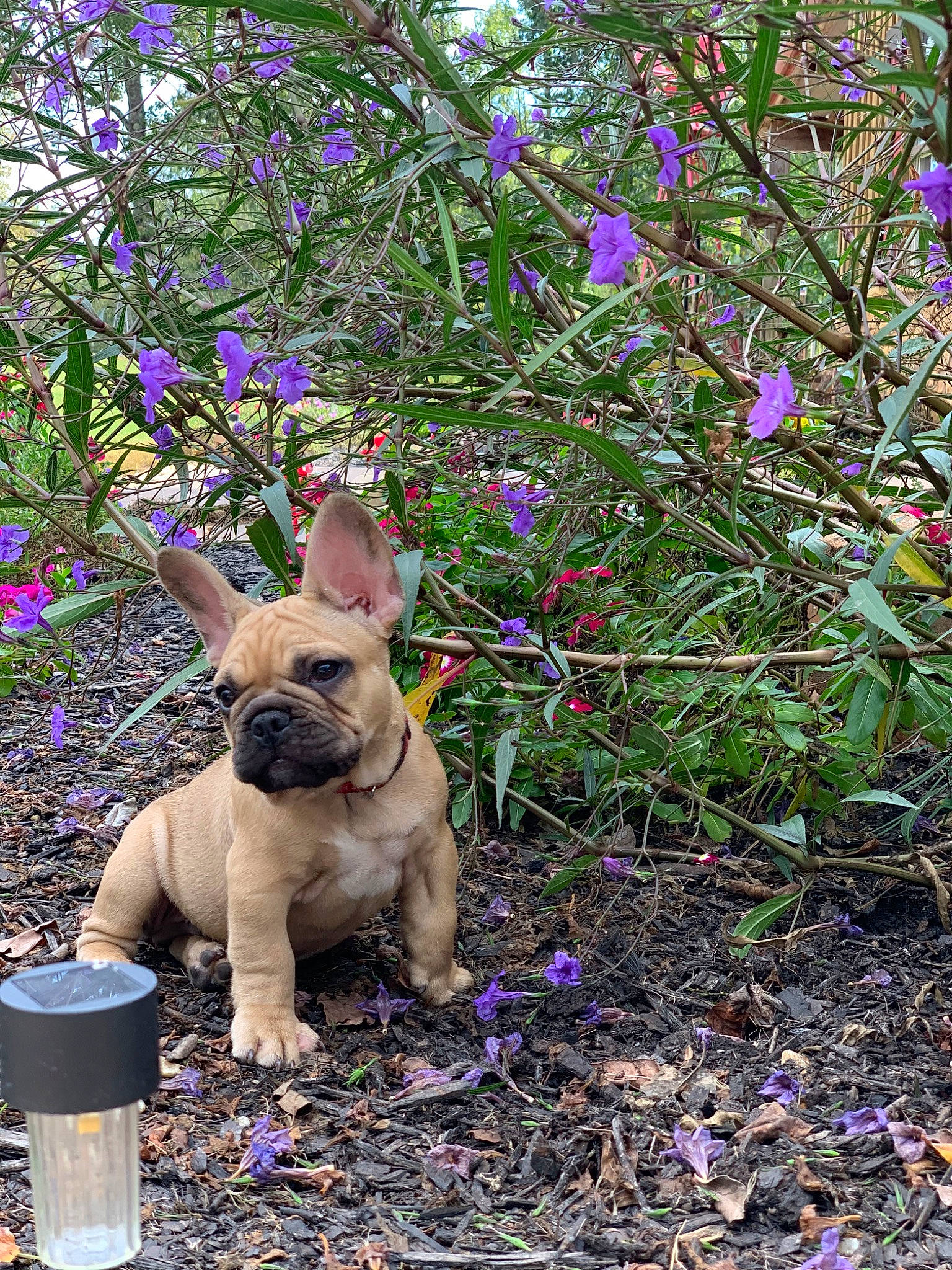 Walker is registered to the contest to win money with this photo: bulldog, canidae, carnivore, dog, dog_breed, fawn, flower, french_bulldog, grass, non_sporting_group, plant, shrub, spring, violet_family, wildflower