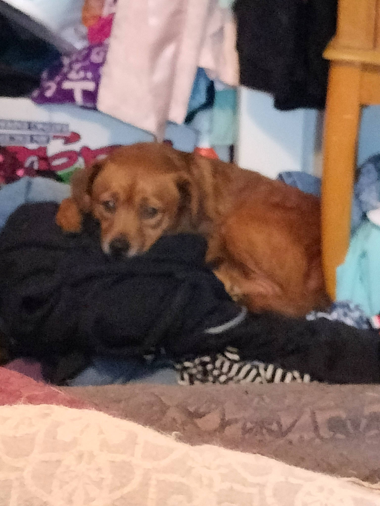 Ruby is registered to the contest to win money with this photo: canidae, carnivore, comfort, companion_dog, dog, dog_breed, dog_supply, fawn, fur, linens, liver, nap, room, sporting_group, terrestrial_animal, working_animal