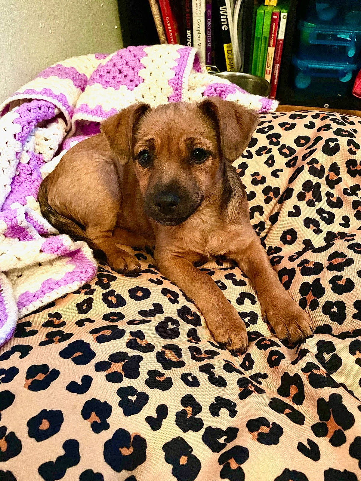 Ruby is registered to the contest to win money with this photo: carnivore, comfort, companion_dog, dog, dog_breed, dog_supply, fawn, flooring, fur, linens, liver, magenta, pattern, paw, pet_supply, snout, sporting_group, terrestrial_animal, working_animal, working_dog