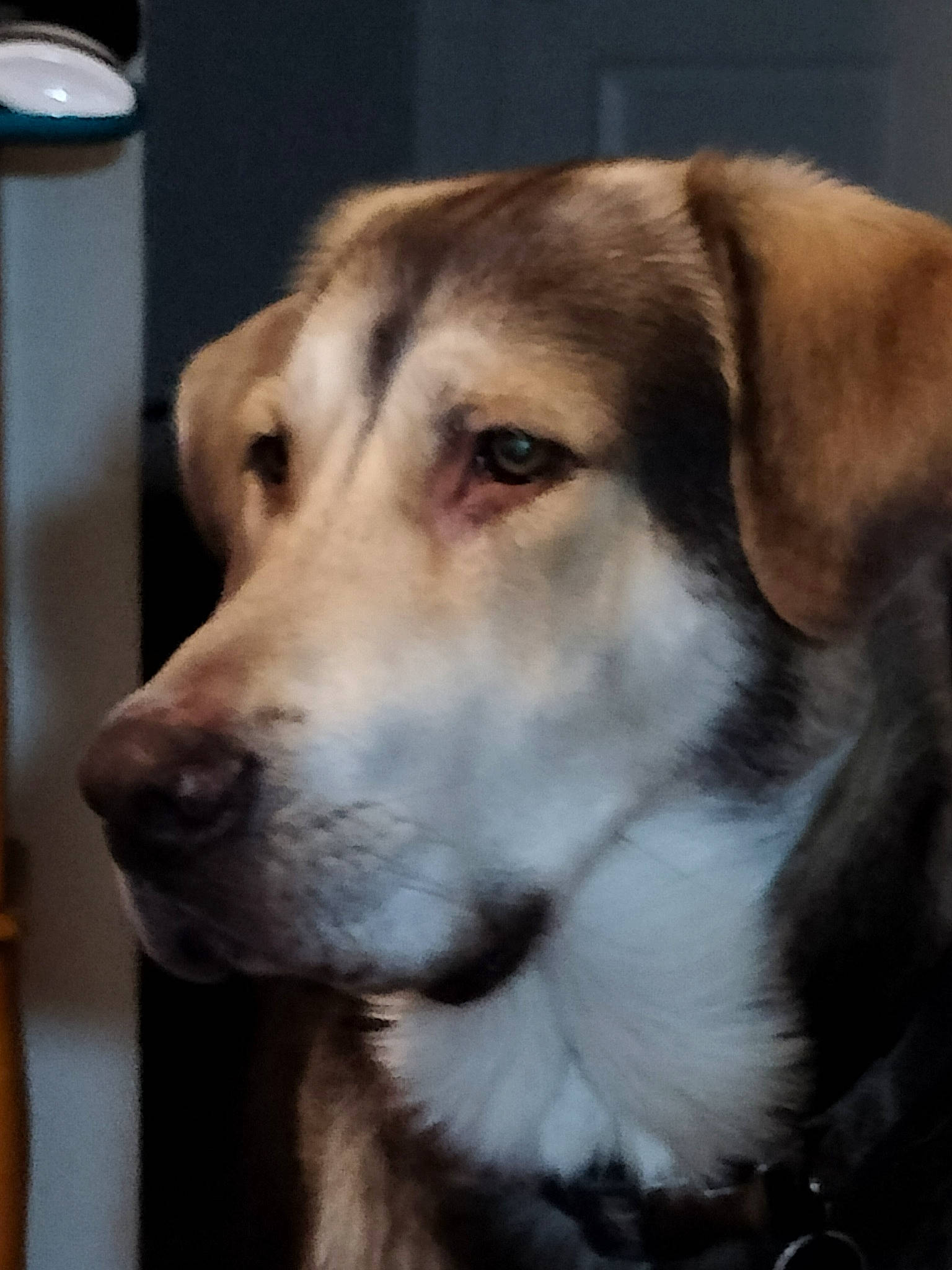 Maverick is registered to the contest to win money with this photo: ancient_dog_breeds, carnivore, collar, companion_dog, dog, dog_breed, dog_collar, fur, guard_dog, paper_towel, paper_towel_holder, pet_supply, snout, street_dog, terrestrial_animal, whiskers, working_animal, working_dog