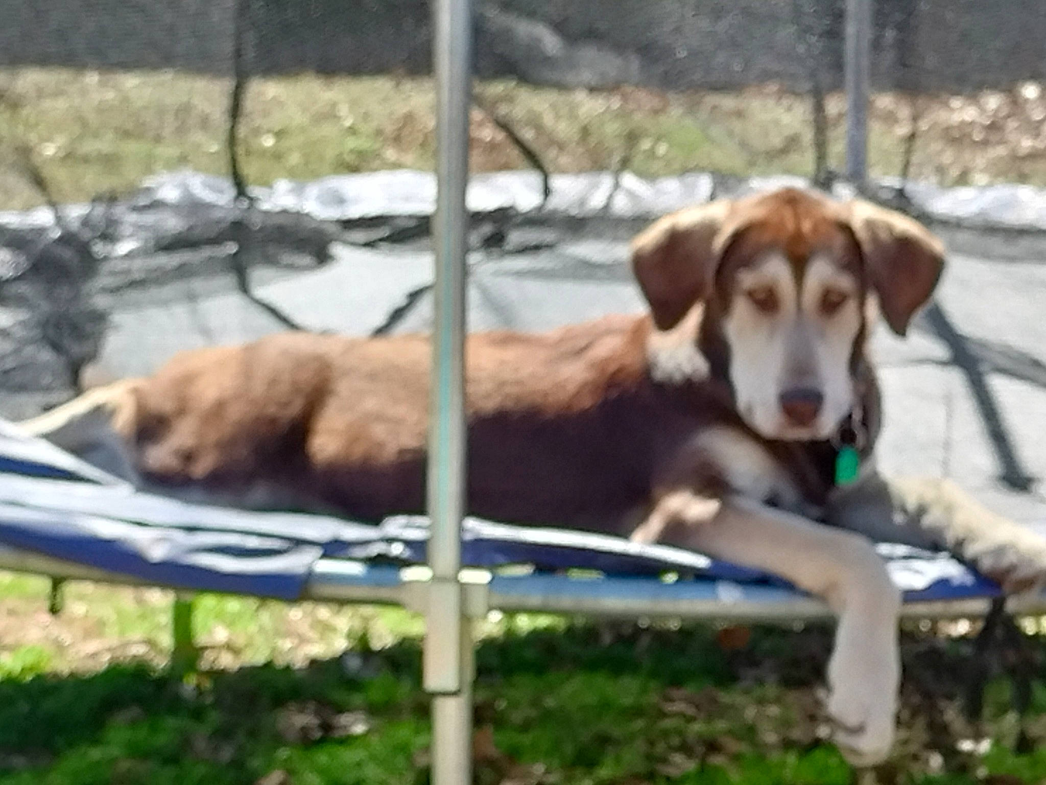 Maverick joined the competition — help win amazing prizes! canidae, carnivore, companion_dog, dog, dog_breed, fawn, fence, grass, gun_dog, hound, mammal, outdoor_furniture, plant, shade, snout, tail, terrestrial_animal, vertebrate, wildlife, working_animal