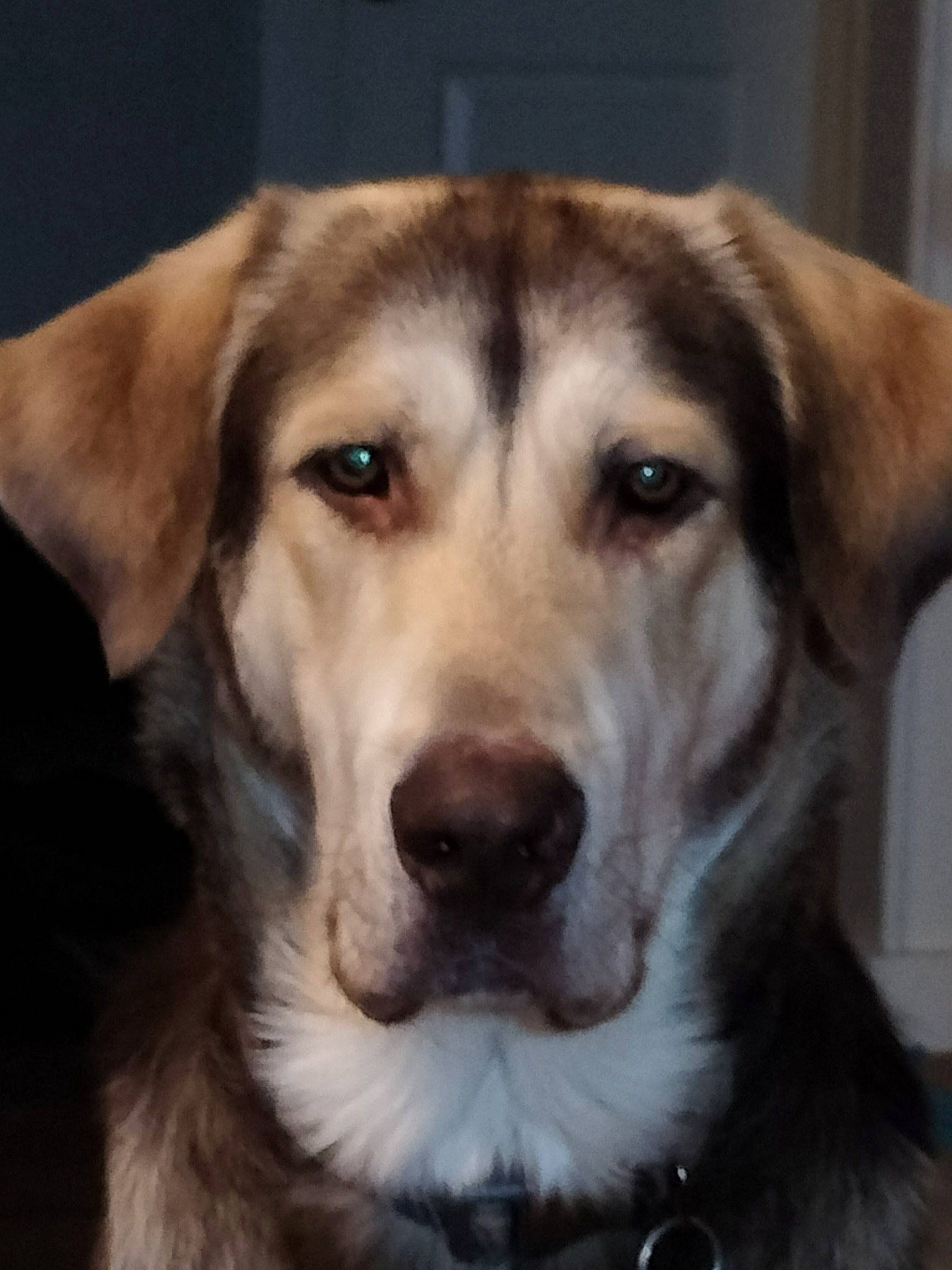 Maverick joined the competition — help win amazing prizes! canidae, carnivore, circle, companion_dog, concert, dog, dog_breed, ear, fawn, fur, happy, metal, puppy, selfie, sporting_group, tableware, terrestrial_animal, whiskers, working_animal, working_dog