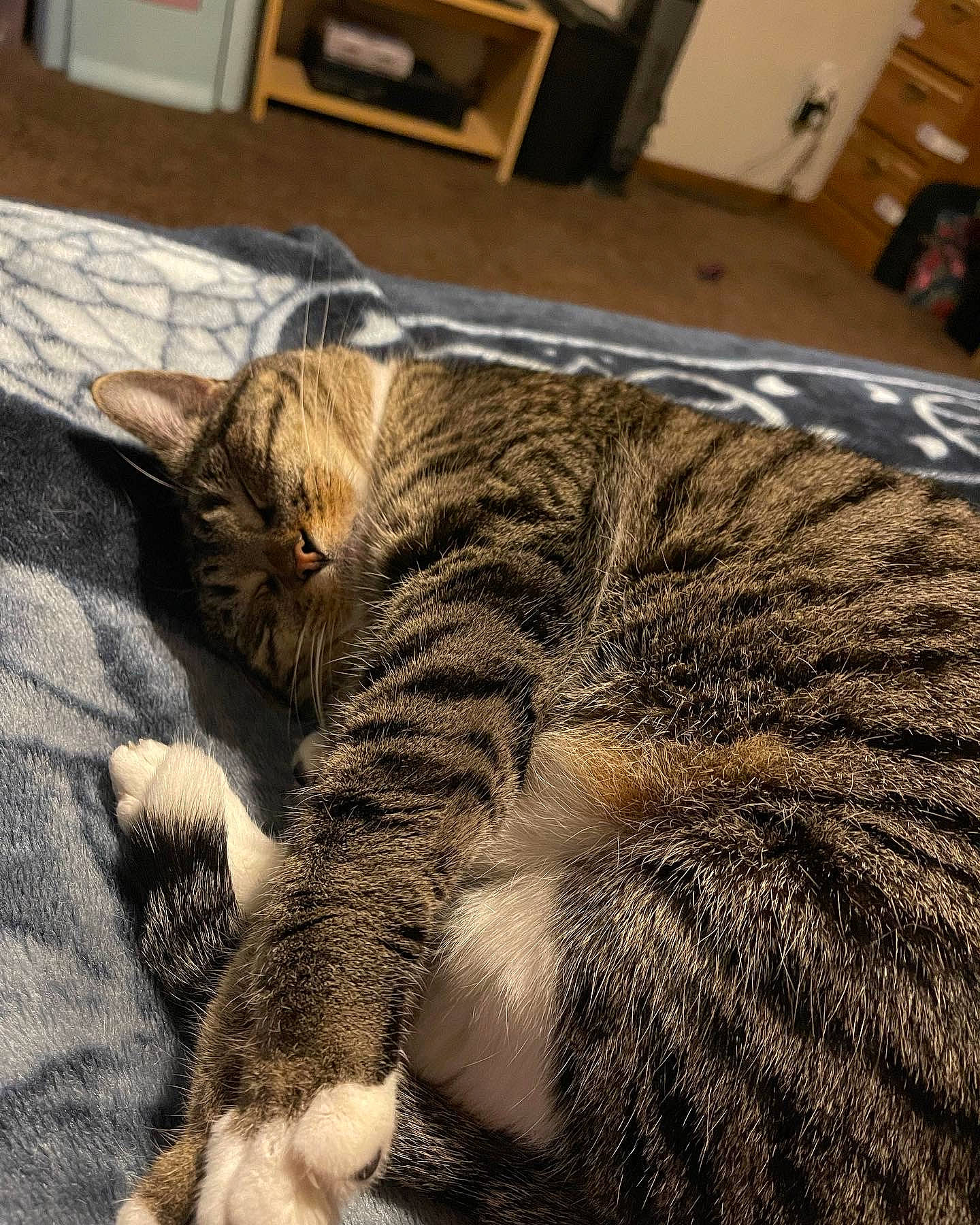 Kairi is registered to the contest to win money with this photo: carnivore, cat, claw, comfort, domestic_short_haired_cat, fawn, felidae, flooring, fur, grey, hardwood, nap, paw, small_to_medium_sized_cats, snout, tail, terrestrial_animal, whiskers, wildlife, wood