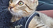Prince is registered to the contest to win money with this photo: cat, kitten, tabby, pet, animal, feline, harness, collar, whiskers, green_eyes, closeup, portrait, fur, striped_fur, sitting, lying_down, automobile, car_seat, indoor, cute