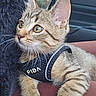cat, kitten, tabby, pet, animal, feline, harness, collar, whiskers, green_eyes, closeup, portrait, fur, striped_fur, sitting, lying_down, automobile, car_seat, indoor, cute