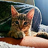 cat, kitten, tabby, pet, animal, fur, whiskers, ears, eyes, paws, indoors, blanket, couch, window, sunlight, cozy, portrait, closeup, relaxed, photography