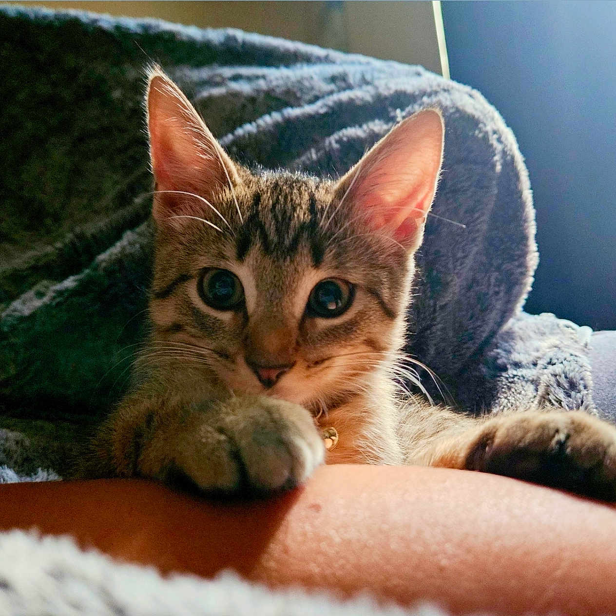 Prince