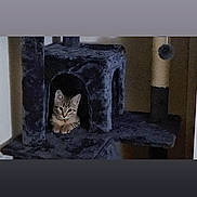 Prince is registered to the contest to win money with this photo: cat, kitten, tabby, pet, animal, feline, cat_tree, scratching_post, indoor, home, furniture, plush, fur, ears, whiskers, collar, sitting, looking_at_camera, cozy, shadow