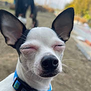 Panda is registered to the contest to win money with this photo: dog, close_up, outdoor, collar, white_dog, black_ears, small_dog, pet, blurry_background, person, nature, sunlight, animal, cute, portrait, expression, squinting_eyes, furry, canine, daytime