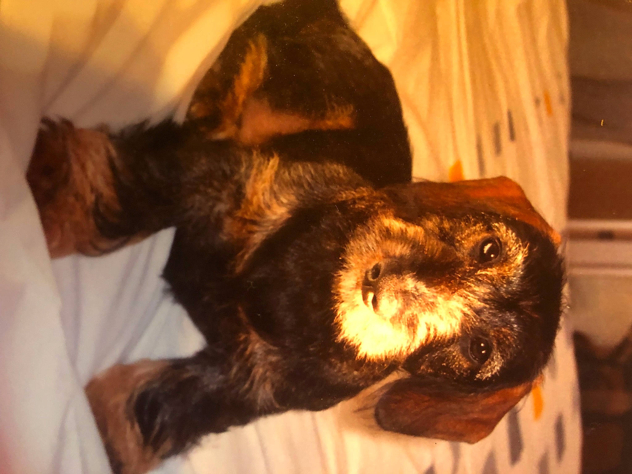 Bucky a rejoint le concours — aidez-le/la à gagner de superbes lots ! canidae, carnivore, claw, comfort, companion_dog, dog_breed, fur, liver, nap, paw, snout, sporting_group, tail, terrestrial_animal, toy, whiskers, wildlife, wood, working_animal