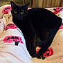 cat, black_cat, blanket, pink_blanket, jack_o_lantern, indoor, cozy, green_eyes, whiskers, paws, tail, bed, kitchen_appliance, toaster_oven, slow_cooker, wood_paneling, portrait, closeup, relaxed, staring