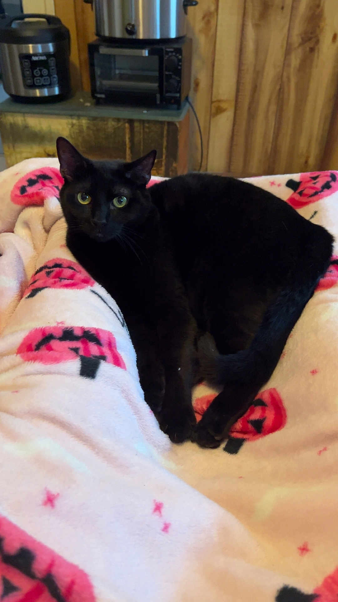 Binx is registered to the contest to win money with this photo: cat, black_cat, blanket, pink_blanket, jack_o_lantern, indoor, cozy, green_eyes, whiskers, paws, tail, bed, kitchen_appliance, toaster_oven, slow_cooker, wood_paneling, portrait, closeup, relaxed, staring