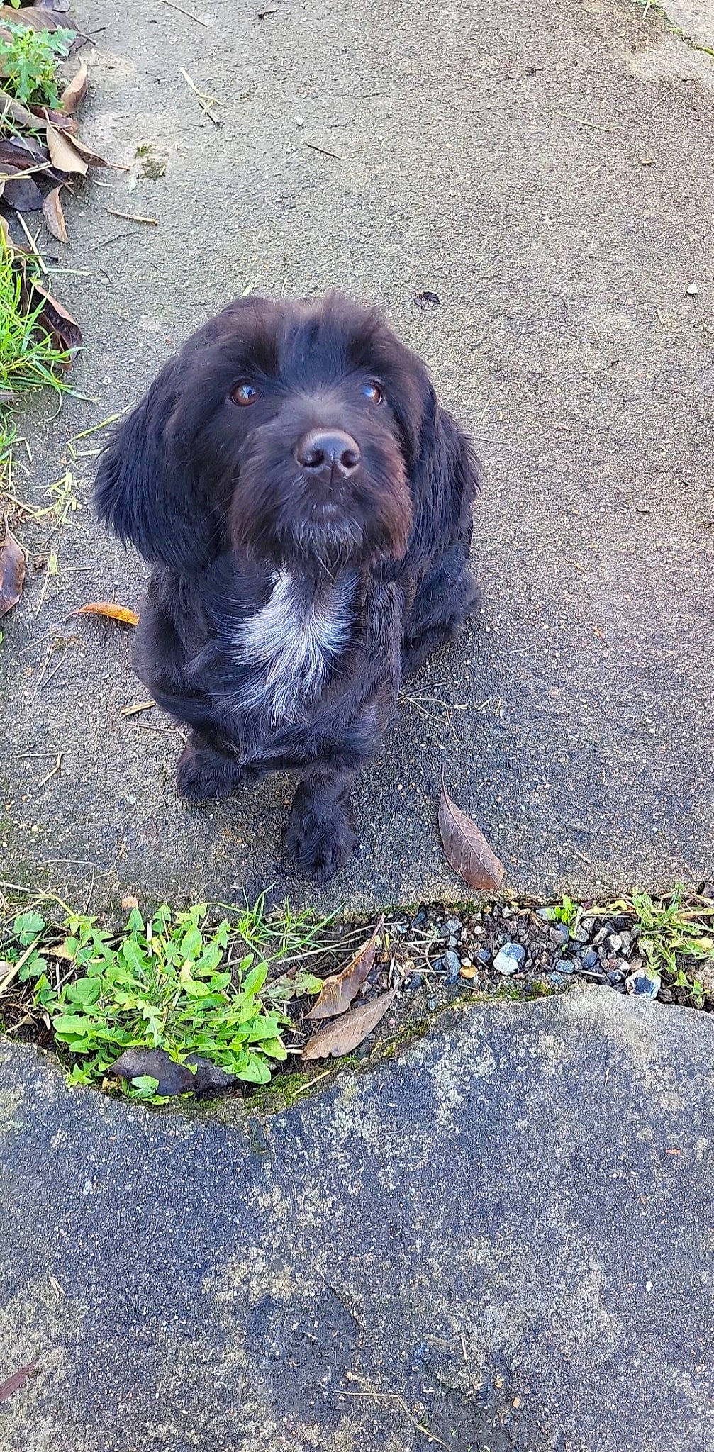 Shyna participe au concours pour gagner de l'argent avec cette photo : asphalt, canidae, carnivore, companion_dog, concrete, dog, dog_breed, fur, grass, liver, plant, road_surface, snout, soil, sporting_group, tar, terrestrial_animal, terrier, working_animal, working_dog