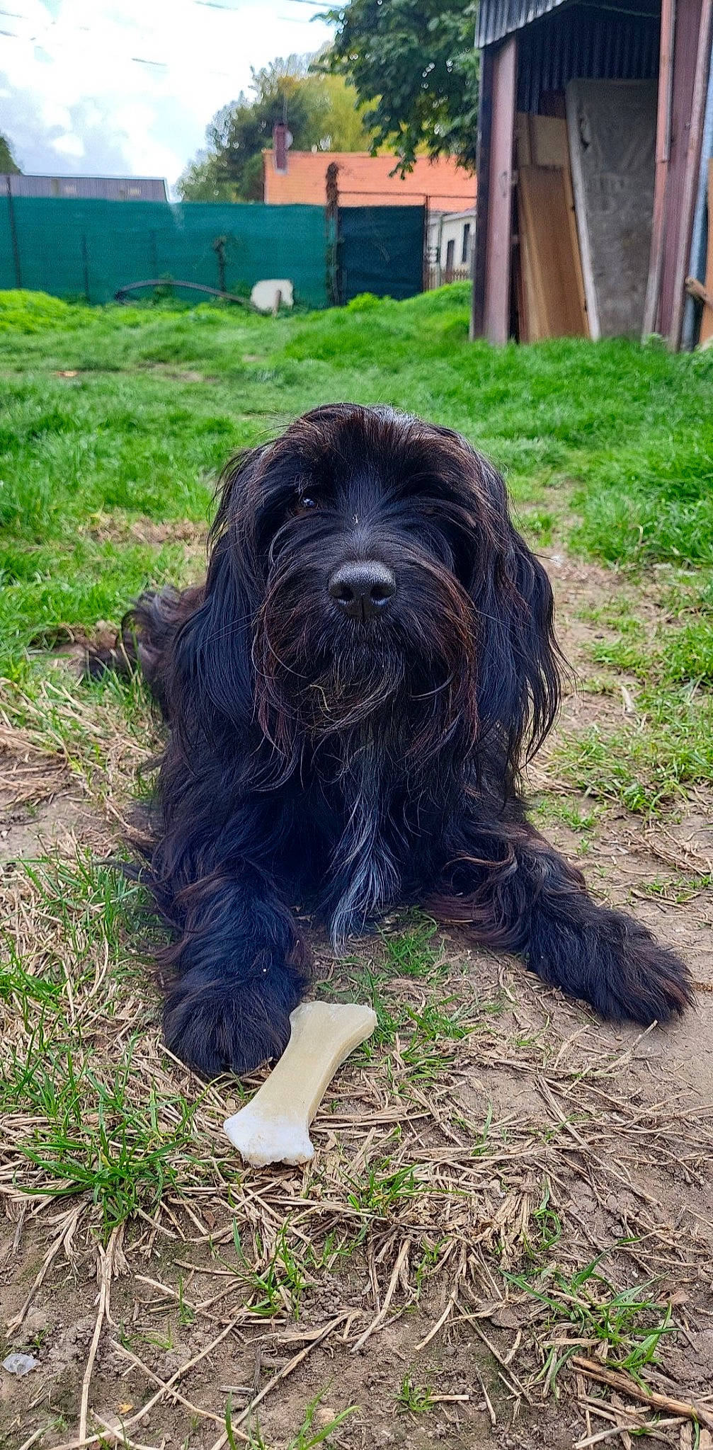 Shyna a rejoint le concours — aidez-le/la à gagner de superbes lots ! canidae, carnivore, companion_dog, dog, dog_breed, dog_supply, fur, grass, hunting_dog, liver, schapendoes, snout, sporting_group, tail, terrestrial_animal, terrier, toy_dog, water_dog, working_animal, working_dog