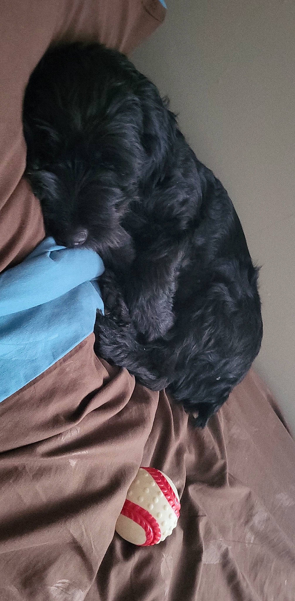 Shyna a rejoint le concours — aidez-le/la à gagner de superbes lots ! canidae, carnivore, comfort, companion_dog, dog, dog_breed, dog_supply, fur, gesture, grey, linens, liver, non_sporting_group, sleeve, sporting_group, toy_dog, working_animal