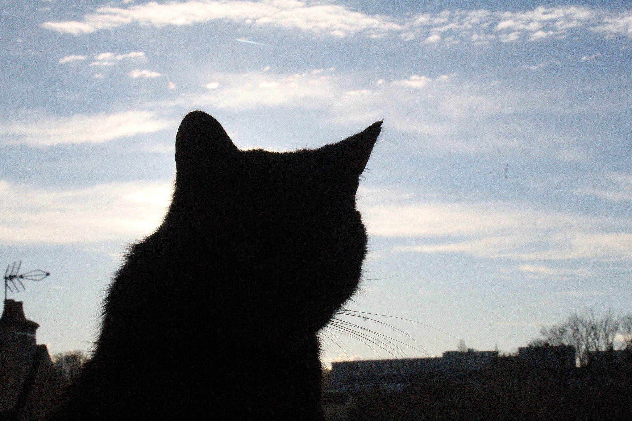 Lulu a rejoint le concours — aidez-le/la à gagner de superbes lots ! backlighting, black_cat, carnivore, cat, cloud, cumulus, domestic_short_haired_cat, felidae, fur, grass, grey, monochrome_photography, plant, sky, small_to_medium_sized_cats, snout, tail, tints_and_shades, tree, whiskers