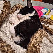 Lunar joined the competition — help win amazing prizes! cat, sleeping, black_and_white, blanket, knitted, cozy, fur, pet, indoor, resting, couch, comfort, warm, relaxed, cute, animal, feline, soft, domestic_cat, nap