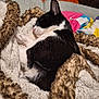 cat, sleeping, black_and_white, blanket, knitted, cozy, fur, pet, indoor, resting, couch, comfort, warm, relaxed, cute, animal, feline, soft, domestic_cat, nap