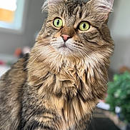 Maggie is registered to the contest to win money with this photo: alert, animal, blurred_background, cat, closeup, cute, domestic_animal, feline, fluffy, fur, green_eyes, household, indoor, looking_away, mammal, pet, portrait, soft_light, tabby, whiskers
