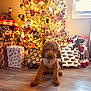 Leo is registered to the contest to win money with this photo: background, celebration, christmas_tree, curly_hair, cute, decorations, dog, festive, floor, holiday, holiday_season, indoors, lighting, ornaments, pet, presents, reindeer_decoration, warm_colors, window, wrapped_gifts