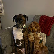 Leo is registered to the contest to win money with this photo: animal, brown, companion, couch, cozy, cute, dog, domestic, friendship, fur, furniture, indoor, living_room, pet, portrait, relaxed, seated, sweater, two_dogs, white