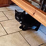 Tarot a rejoint le concours — aidez-le/la à gagner de superbes lots ! kitten, black_cat, floor, tile, wooden_table, furniture, indoor, curious, pet, animal, small, cute, whiskers, playful, domestic_cat, eyes, paws, home, shadow, young