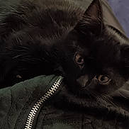 Tarot a rejoint le concours — aidez-le/la à gagner de superbes lots ! black_cat, kitten, lap, person, legs, jacket, zipper, fabric, indoor, tile_floor, cushion, home, pet, animal, cute, resting, fur, curious, closeup, comfort