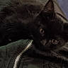 black_cat, kitten, lap, person, legs, jacket, zipper, fabric, indoor, tile_floor, cushion, home, pet, animal, cute, resting, fur, curious, closeup, comfort