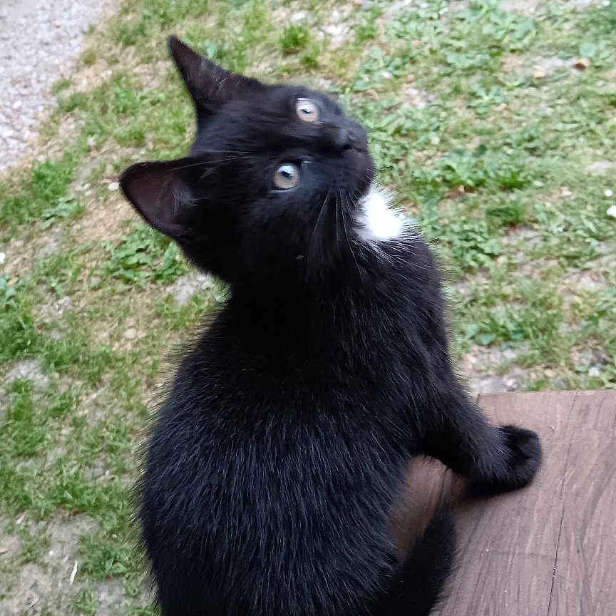 Tarot participe au concours pour gagner de l'argent avec cette photo : black_cat, kitten, outdoor, grass, wood, wooden_surface, curious, pet, animal, feline, white_patch, stone_wall, nature, young_cat, looking_up, small_animal, daylight, backyard, domestic_cat, cute