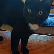 Tarot a rejoint le concours — aidez-le/la à gagner de superbes lots ! animal, black_cat, cat, chair, curious, domestic, ears, feline, floor_tiles, fur, indoor, legs, looking, pet, standing, whiskers, white_patch, window, wooden_bench, yellow_eyes