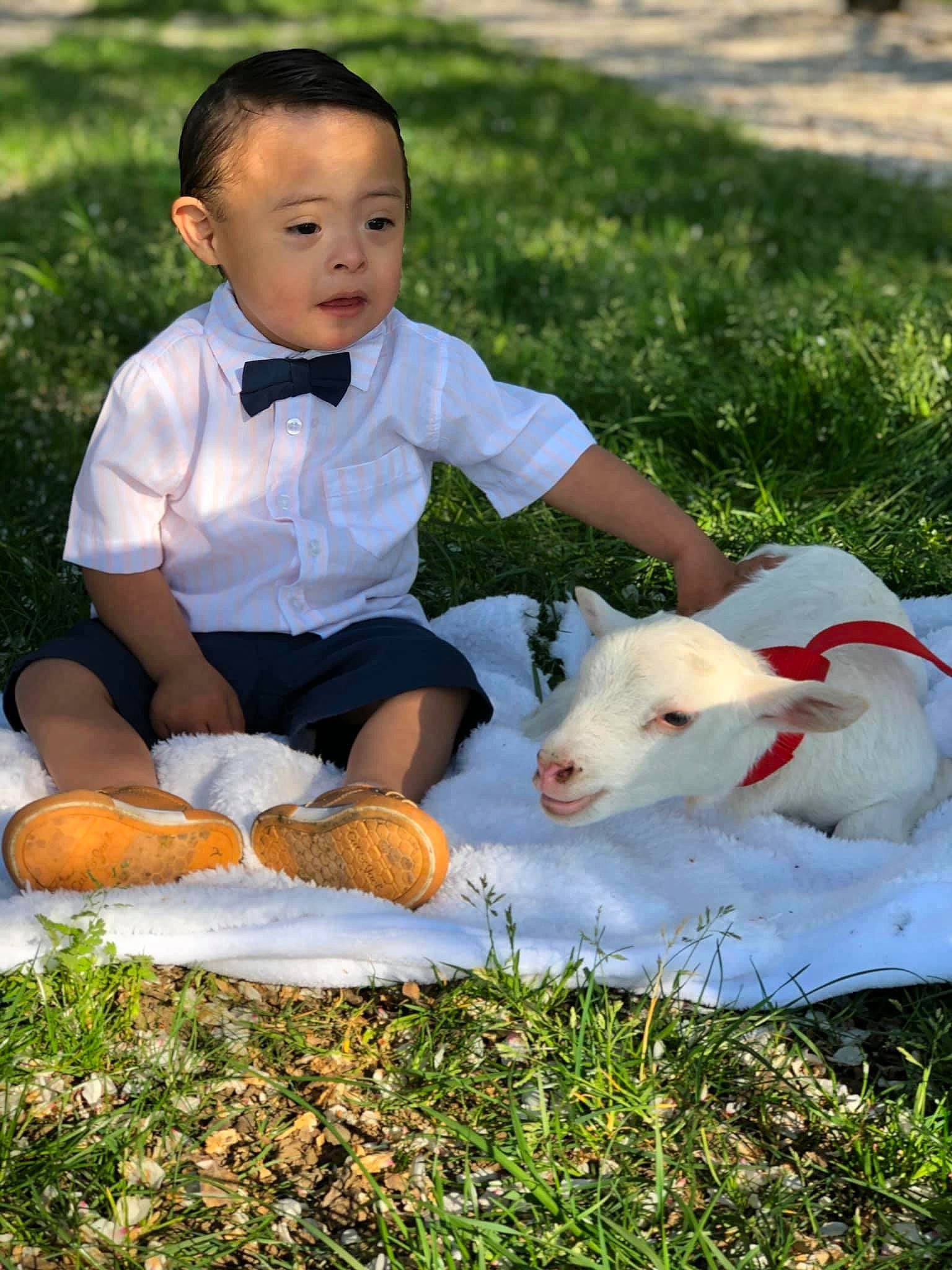 Enrique is registered to the contest to win money with this photo: baby, child, domestic_rabbit, fawn, goat, goats, grass, person, play, rabbit, rabbits_and_hares, toddler