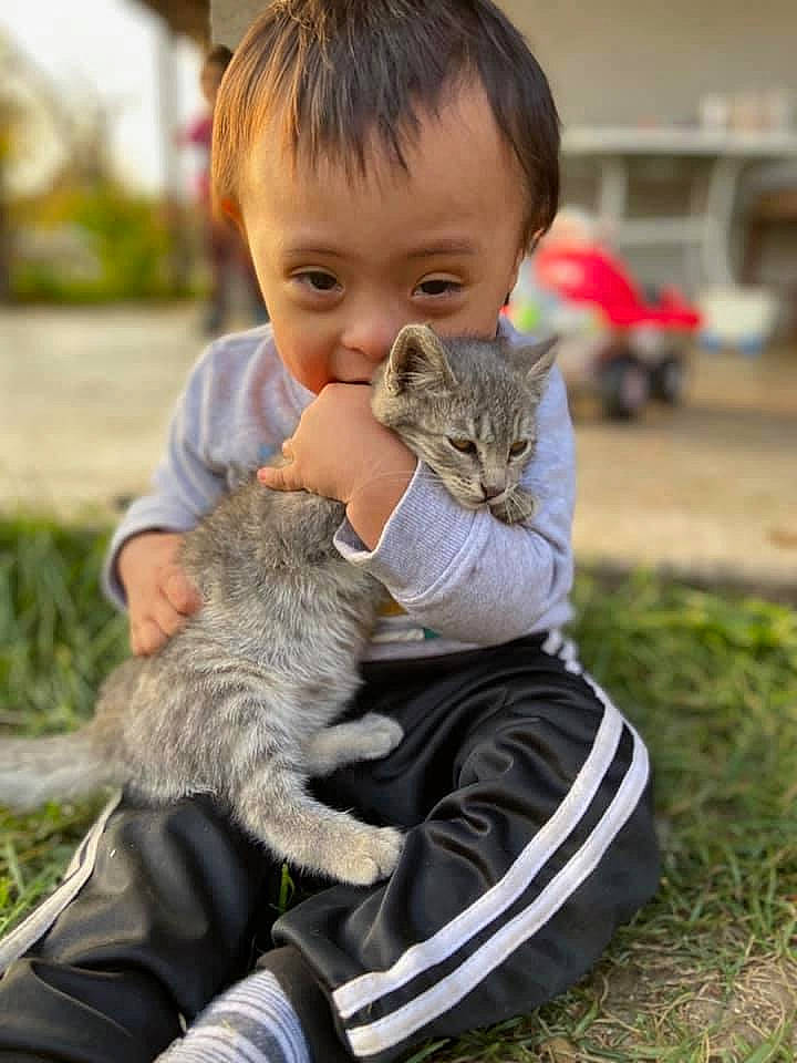 Enrique joined the competition — help win amazing prizes! asian, carnivore, cat, child, curious, domestic_short_haired_cat, european_shorthair, felidae, grass, hug, kitten, nebelung, person, pixie_bob, play, sitting, skin, small_to_medium_sized_cats, tabby_cat, toddler