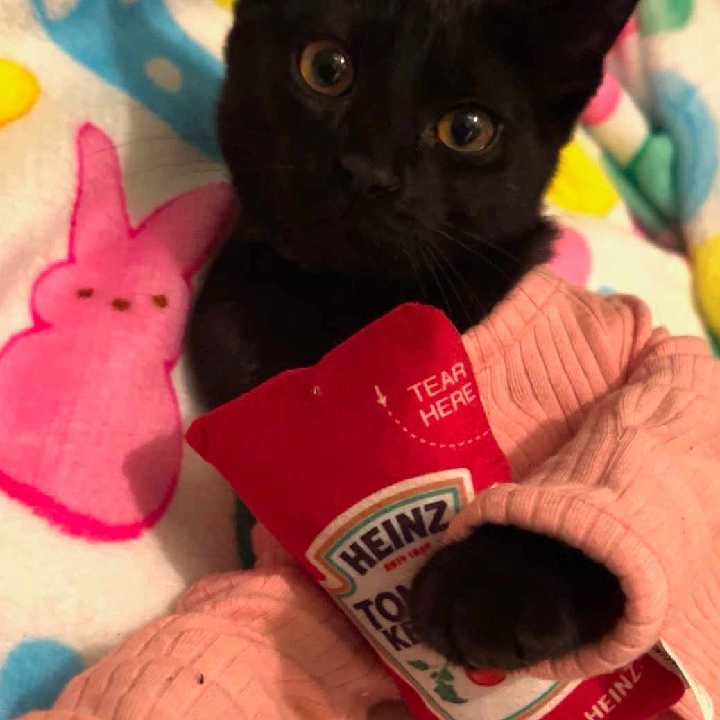 Halo joined the competition — help win amazing prizes! animal, blackcat, blanket, cat, clothing, face, food, furniture, glove, head, kitten, manx, peeps, person, pet, photography, plush, portrait, quilt, toy