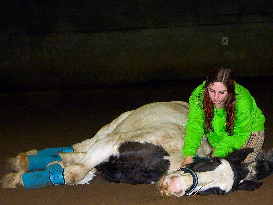 Mustang R a rejoint le concours — aidez-le/la à gagner de superbes lots ! fun, fur, mammal, person