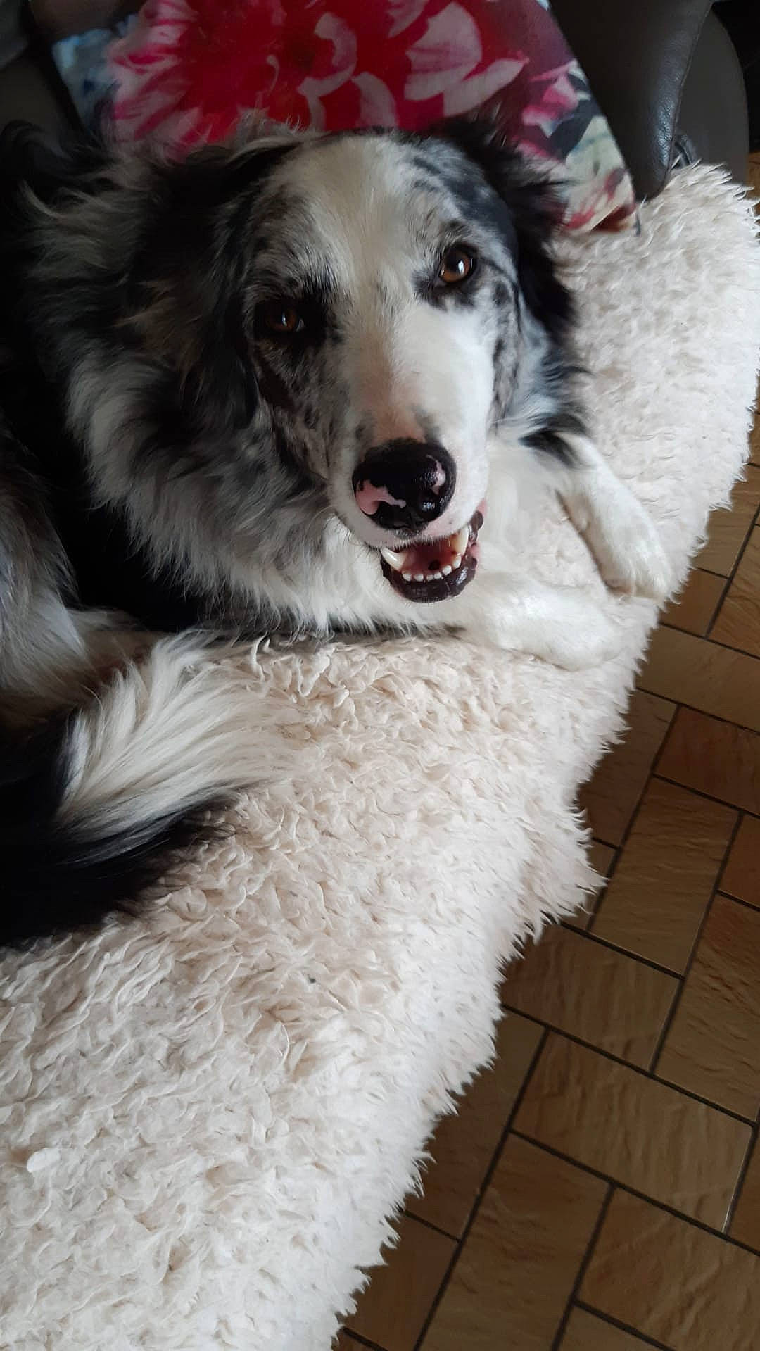 Eiko a rejoint le concours — aidez-le/la à gagner de superbes lots ! australian_shepherd, border_collie, borzoi, canidae, carnivore, dog, dog_breed, fur, mammal, rare_breed_dog, silken_windhound, snout, vertebrate