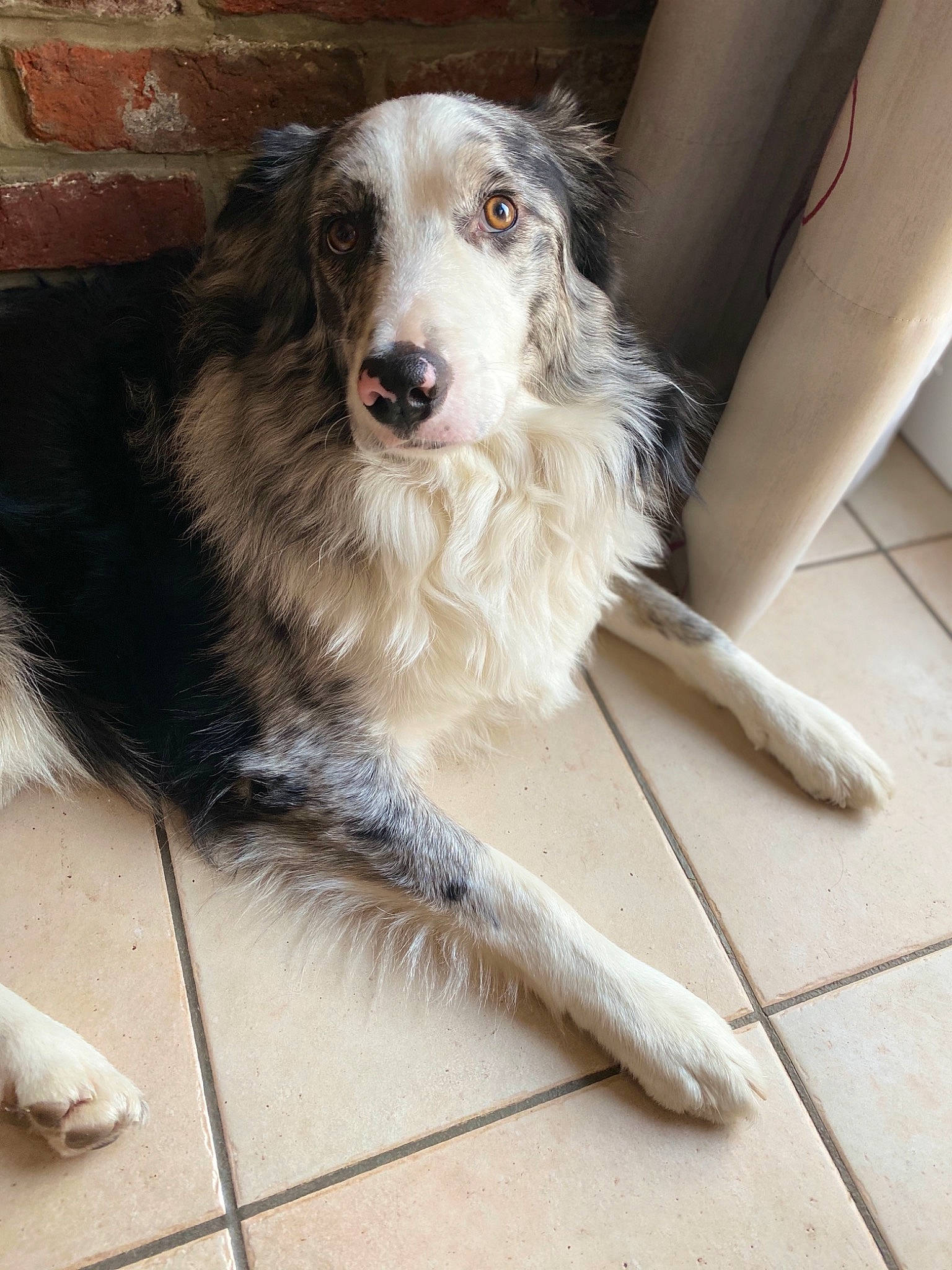 Eiko participe au concours pour gagner de l'argent avec cette photo : australian_collie, australian_shepherd, border_collie, borzoi, canidae, carnivore, companion_dog, dog, dog_breed, herding_dog, mammal, rare_breed_dog, silken_windhound, snout, sporting_group, vertebrate, working_dog