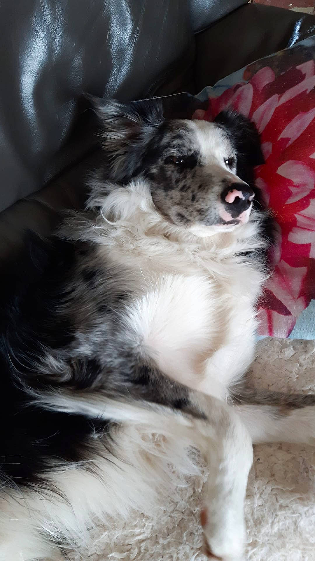 Eiko participe au concours pour gagner de l'argent avec cette photo : australian_shepherd, border_collie, canidae, carnivore, companion_dog, dog, dog_breed, mammal, miniature_australian_shepherd, phalene, puppy, rare_breed_dog, snout, sporting_group, vertebrate, whiskers