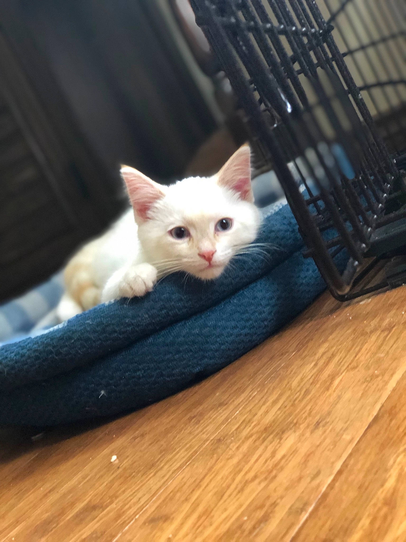 Rocky joined the competition — help win amazing prizes! animal_shelter, carnivore, cat, colorpoint_shorthair, domestic_short_haired_cat, ear, eye, fawn, felidae, fur, khao_manee, kitten, leg, mammal, nose, skin, small_to_medium_sized_cats, turkish_angora, turkish_van, whiskers