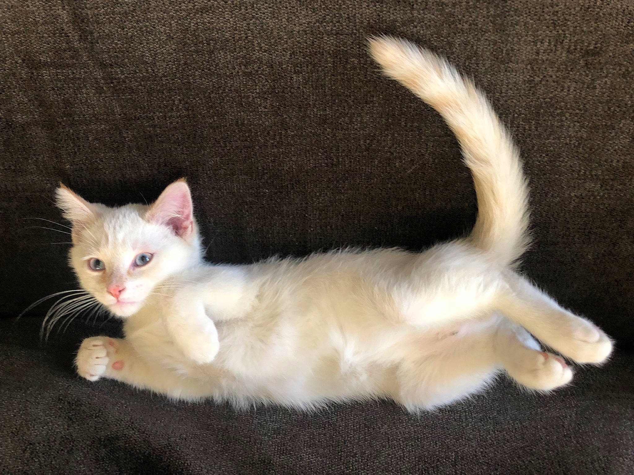 Rocky joined the competition — help win amazing prizes! asian, burmilla, carnivore, cat, colorpoint_shorthair, fawn, felidae, javanese, khao_manee, kitten, mammal, oriental_longhair, polydactyl_cat, ragdoll, small_to_medium_sized_cats, tail, turkish_angora, turkish_van, vertebrate, whiskers