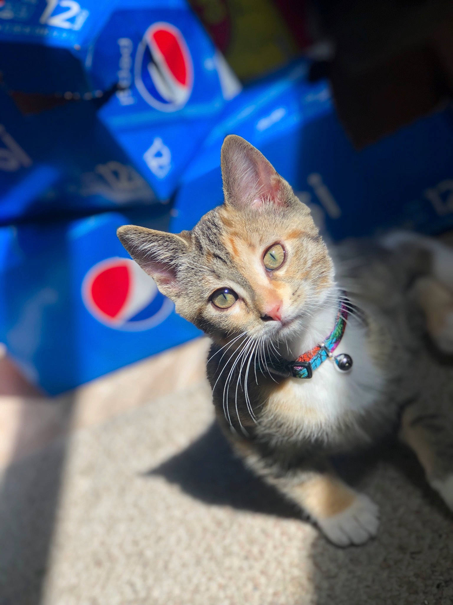 Hennessy is registered to the contest to win money with this photo: aegean_cat, american_shorthair, american_wirehair, asian, carnivore, cat, domestic_short_haired_cat, dragon_li, ear, european_shorthair, fawn, felidae, fur, german_rex, kitten, mammal, small_to_medium_sized_cats, tabby_cat, whiskers