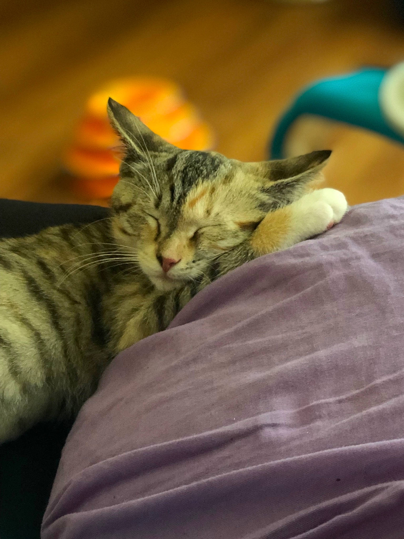 Hennessy joined the competition — help win amazing prizes! american_shorthair, american_wirehair, asian, california_spangled, carnivore, cat, domestic_short_haired_cat, dragon_li, european_shorthair, felidae, kitten, nap, ocicat, pixie_bob, sleep, small_to_medium_sized_cats, snout, tabby_cat, toyger, whiskers