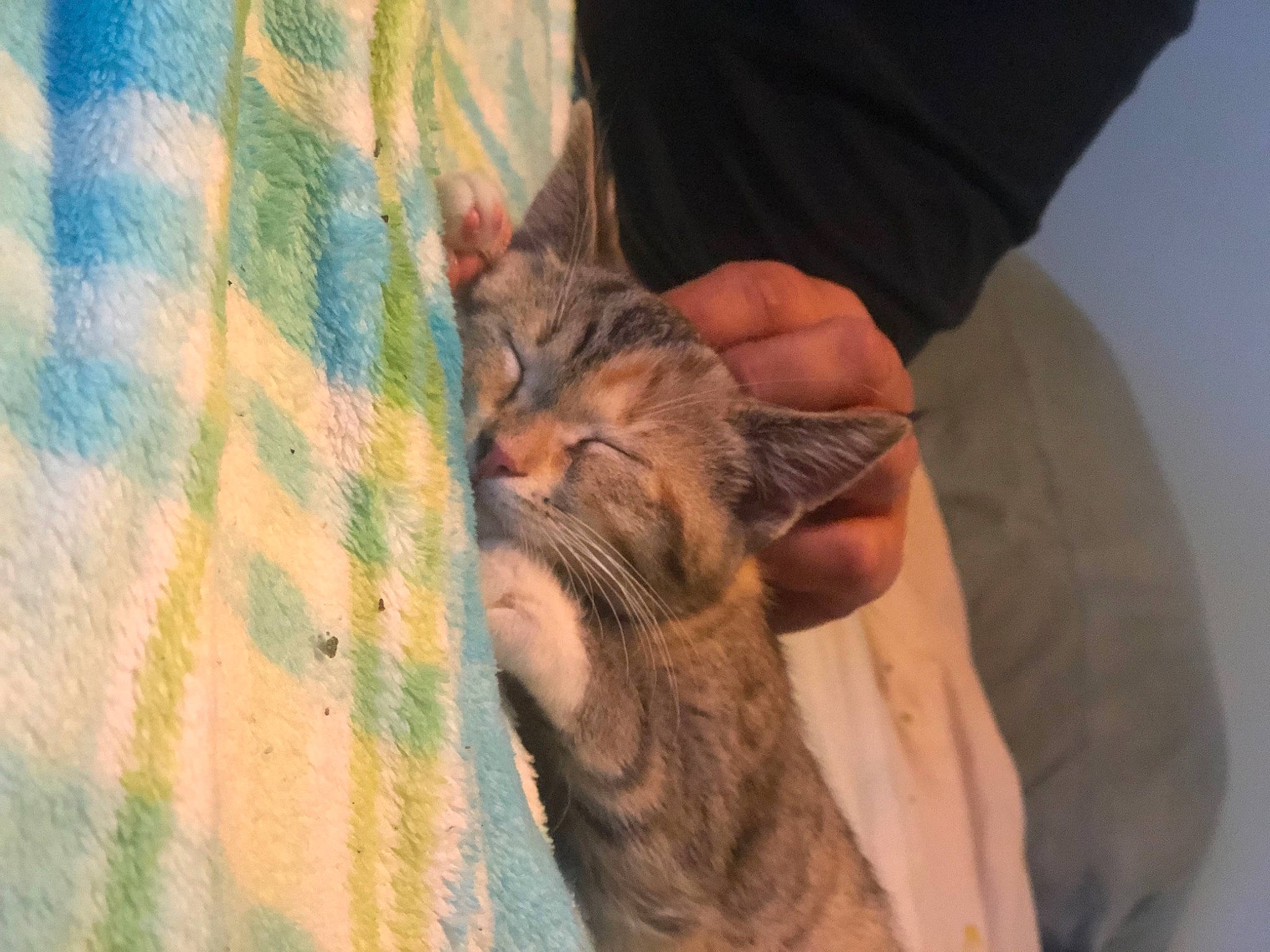 Hennessy is registered to the contest to win money with this photo: asian, bengal, carnivore, cat, domestic_short_haired_cat, dragon_li, european_shorthair, felidae, fur, gesture, hand, kitten, mammal, pixie_bob, polydactyl_cat, skin, small_to_medium_sized_cats, tabby_cat, toyger, whiskers