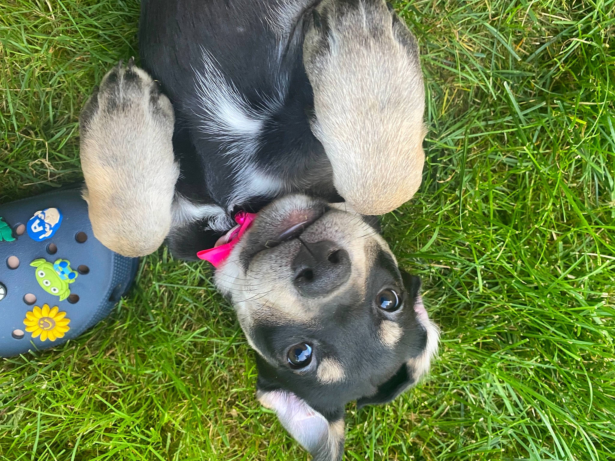 Nova is registered to the contest to win money with this photo: canidae, carnivore, companion_dog, dog, dog_breed, dog_supply, fawn, foot, fur, grass, groundcover, non_sporting_group, paw, plant, snout, sporting_group, tail, terrestrial_animal, whiskers, working_animal