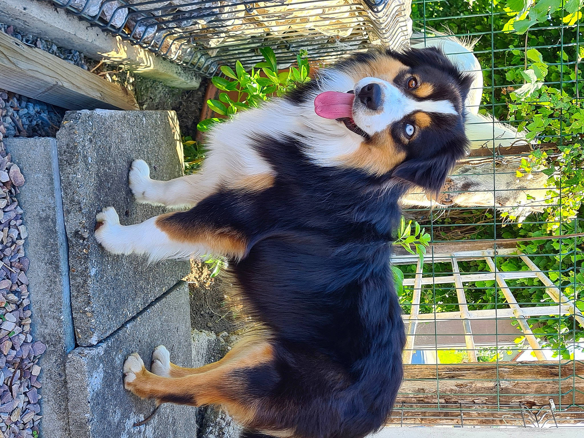 Sanji a rejoint le concours — aidez-le/la à gagner de superbes lots ! canidae, carnivore, claw, companion_dog, dog_breed, dog_supply, fur, grass, jungle, paw, pet_supply, plant, recreation, sporting_group, tail, terrestrial_animal, whiskers, wildlife, working_animal, working_dog