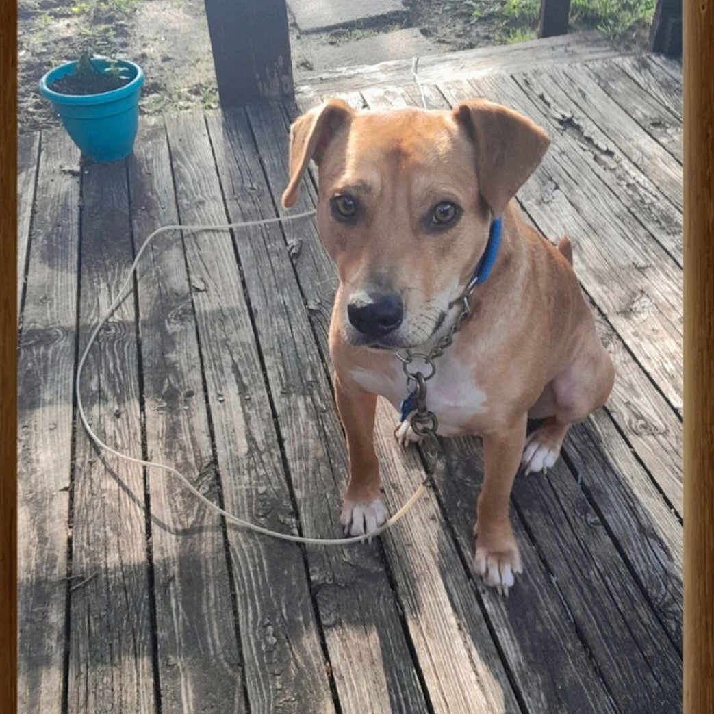 Buddy is registered to the contest to win money with this photo: animal, architecture, building, canine, deck, dog, house, housing, indoors, interiordesign, jar, pet, plant, planter, plywood, porch, pottedplant, pottery, vase, wood