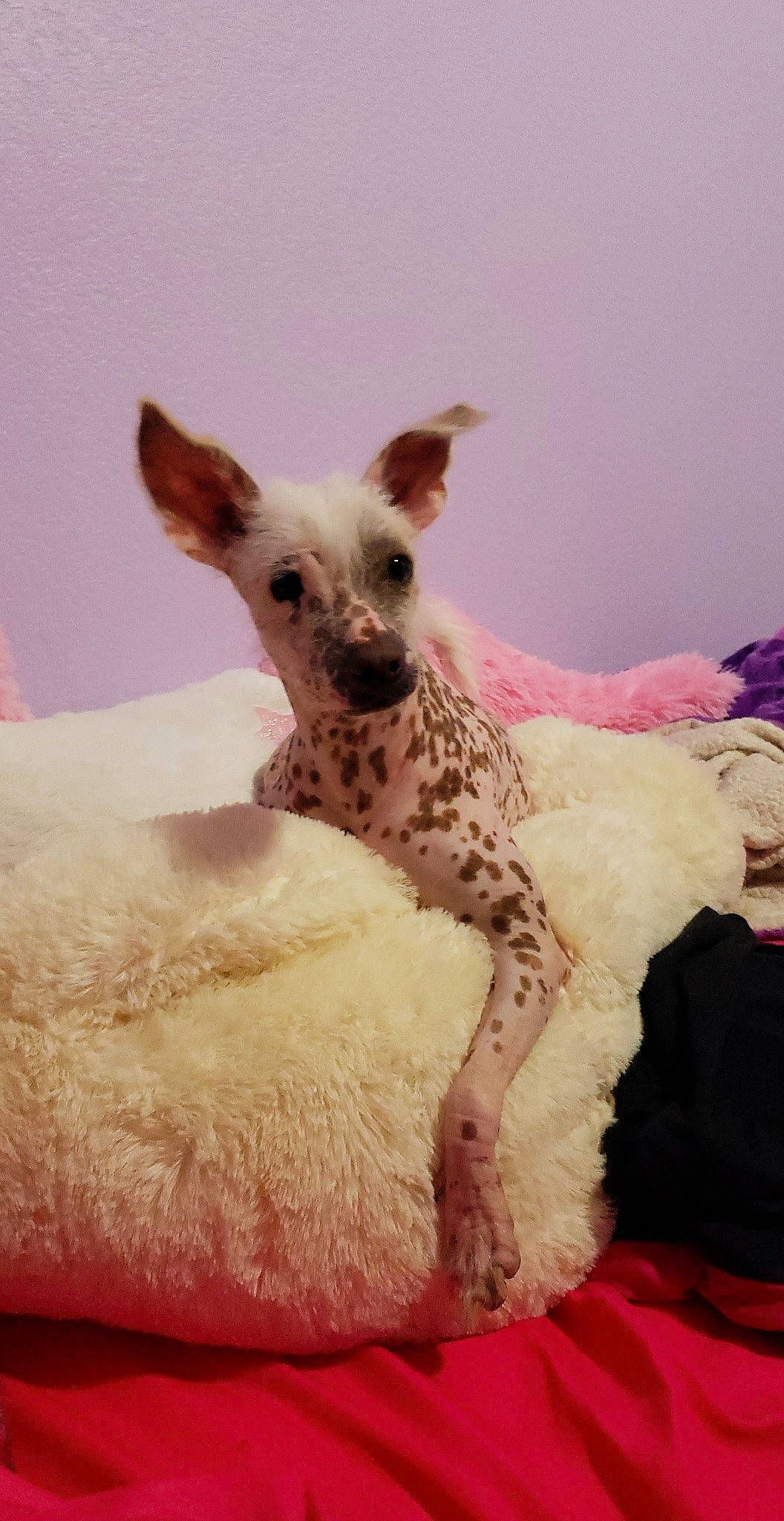 Wicca is registered to the contest to win money with this photo: american_hairless_terrier, canidae, carnivore, companion_dog, dog, dog_breed, fawn, mammal, non_sporting_group, puppy, toy_dog, vertebrate