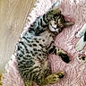 kitten, tabby, sleeping, cat, pink_rug, fluffy, paw, fur, wooden_floor, pet, cute, relaxed, indoor, animal, companion, friendship, cozy, soft, napping, domestic_cat