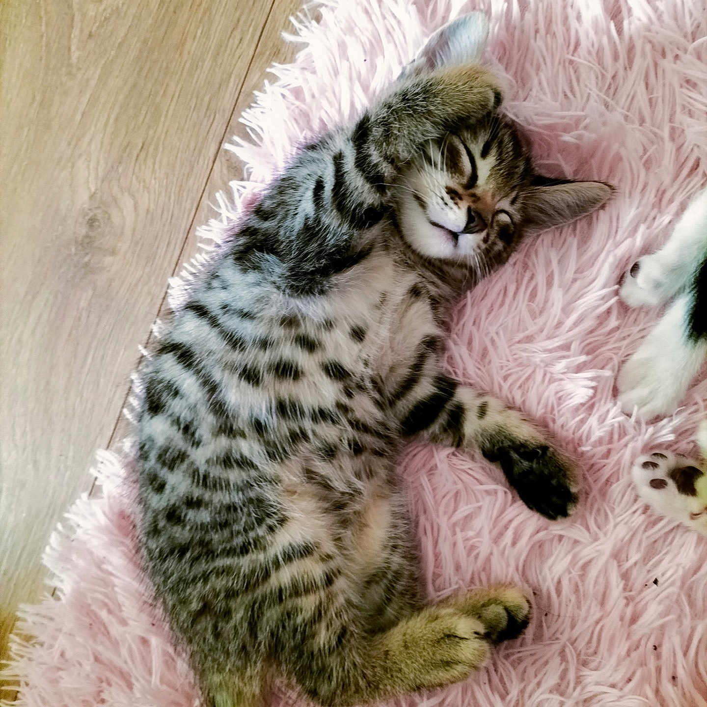 Tigrou participe au concours pour gagner de l'argent avec cette photo : kitten, tabby, sleeping, cat, pink_rug, fluffy, paw, fur, wooden_floor, pet, cute, relaxed, indoor, animal, companion, friendship, cozy, soft, napping, domestic_cat
